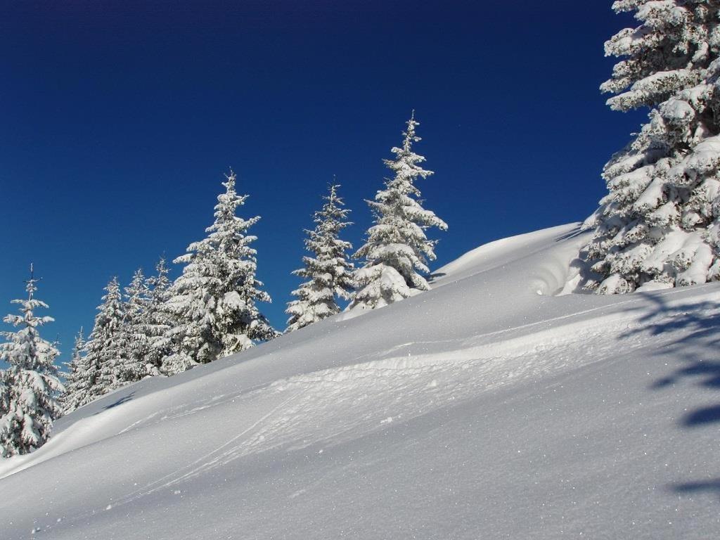 Ferienwohnungen Salvenmoser Johanna Scheffau am Wilden Kaiser Extérieur photo